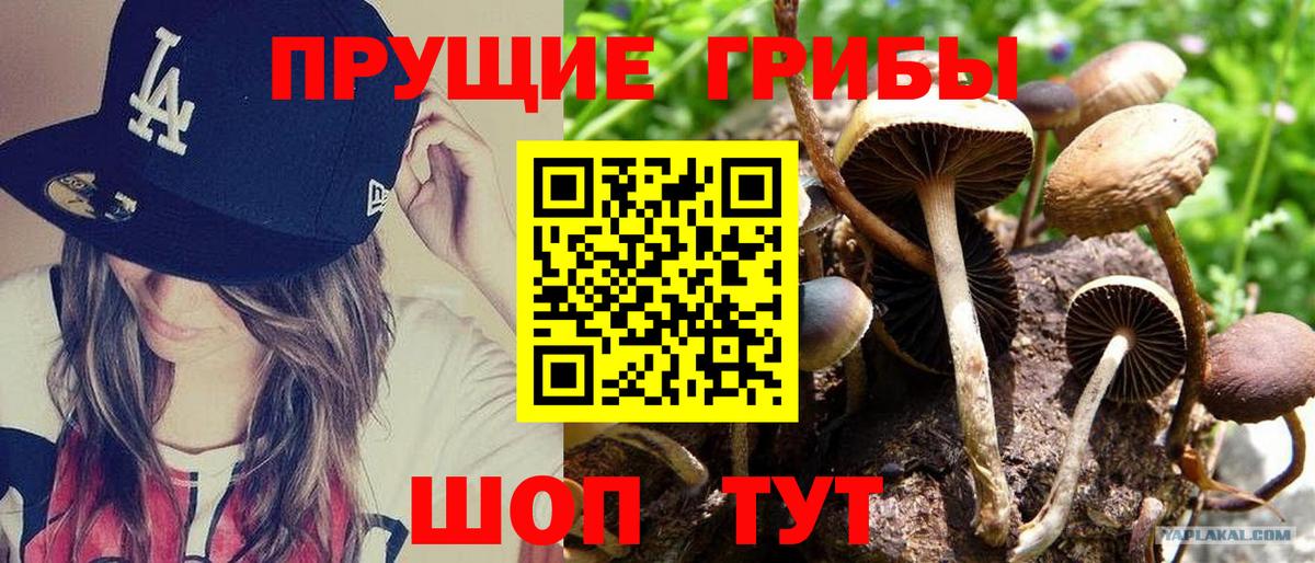 Шелехов  Галлюциногенные грибы мицелий  Вход с VPN  Псилоцибиновые грибы прущие грибы 
